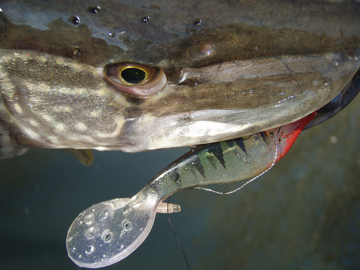 Twister Shad Nevis 3db/cs (Japanese Red)